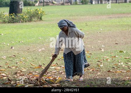 Old Goa, India - gennaio 2023: Una donna indiana che spazza foglie asciutte e spazzatura con una scopa in un giardino. Foto Stock