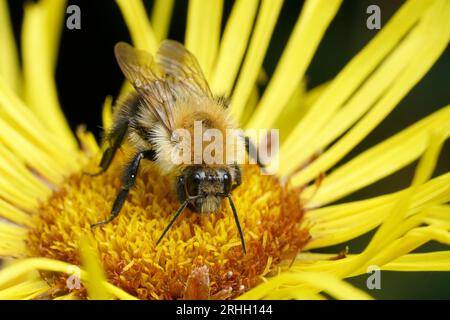 Primo piano naturale su una soffice ape carder marrone arancio, Bombus pascuorum, seduto su un fiore Inula giallo Foto Stock