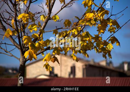 primo piano su sfondo sfuocate di foglie in autunno Foto Stock