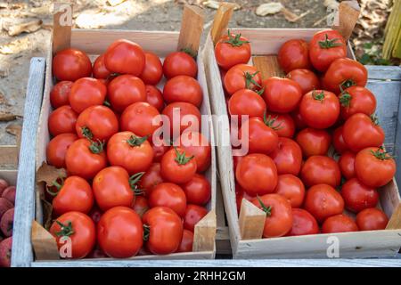 Cassa di legno piena di pomodoro biologico appena raccolto nel giardino verde, cibo per vegetariani, vegani ma anche per insalata per gli amanti della carne Foto Stock