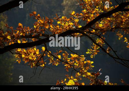 primo piano su sfondo sfuocate di foglie in autunno Foto Stock