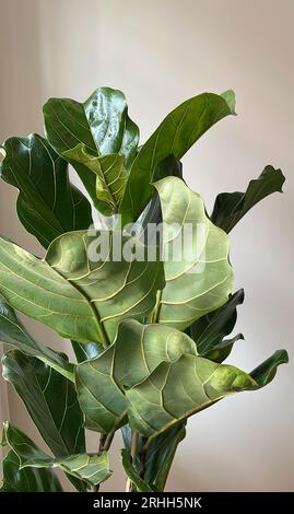 Ficus lyrata primo piano. Foglie di albero di foglie di violino su sfondo bianco. Nuove foglie verdi fresche che crescono dal fico. Impianto domestico Foto Stock