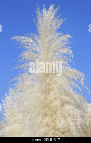 Un ramo d'erba di Pampas contro un cielo azzurro. Foto Stock