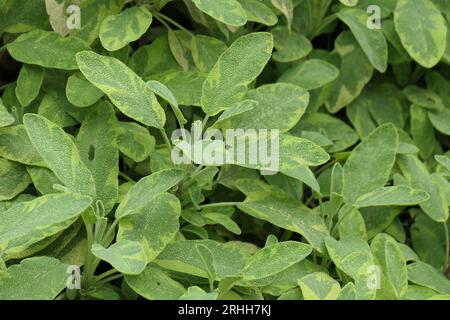 Primo piano delle foglie variegate di verde giallo e grigio del perenne orto ornamentale salvia Salvia officinalis icterina salvia dorata Foto Stock