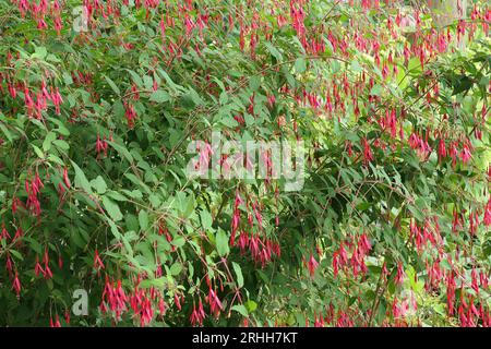 Primo piano dei fiori rossi e viola della pianta perenne uchsia magellanica delle orecchie della signora. Foto Stock