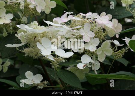 Primo piano della testa di fiori conici rosa che diventa bianca del giardino fiorito estivo ortensia paniculata massa di sensazione precoce. Foto Stock