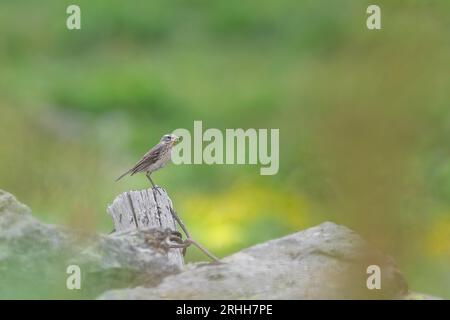 Pipetta dell'acqua con preda nel becco (Anthus spinoletta) Foto Stock