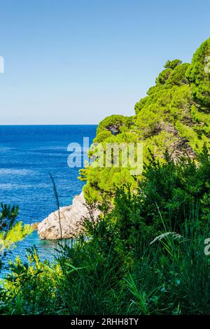 Scogliere illuminate dal sole, coperte da rami di alberi sempreverdi, a Petrovac na Moru, Montenegro. Foto Stock