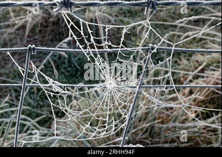 Una brina pesante ha ricoperto la rete di ragno con ghiaccio insieme al filo da cui è appeso Foto Stock