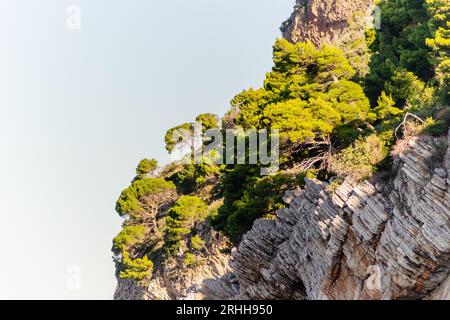 Scogliere illuminate dal sole, coperte da rami di alberi sempreverdi, a Petrovac na Moru, Montenegro. Foto Stock