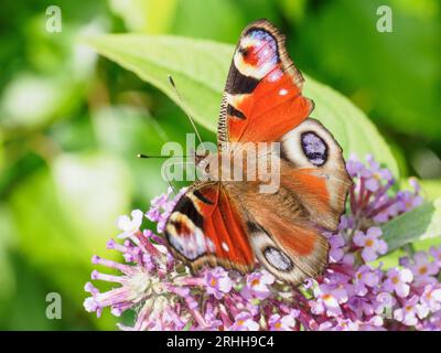 Farfalla Peacock - Aglais io - alimentazione di agromia di canapa (Eupatorium cannabinum) Foto Stock