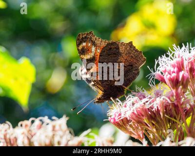 Farfalla Peacock - Aglais io - alimentazione di agromia di canapa (Eupatorium cannabinum) Foto Stock
