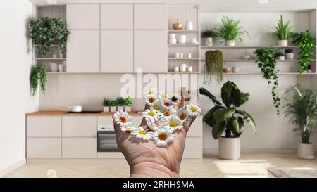 Mano di donna che tiene margherite, idea primavera e fiori, su una cucina minimalista bianca con piante da casa, design degli interni della giungla urbana Foto Stock