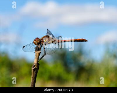 darter comune - Sympetrum striolatum - riposa su un ramoscello Foto Stock