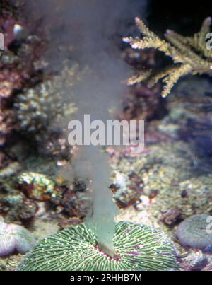 Corallo sassoso solitario (Fungia sp., maschio) che riproduce in un acquario. Foto Stock