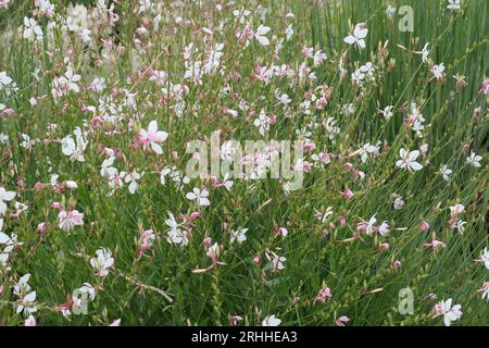 Primo piano dei fiori bianchi e delle foglie verdi dell'estate lunga fioritura erbacea perenne gaura lindheimeri volanti farfalle. Foto Stock