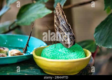 Ein blauer Morphofalter saugt Nektar aus einem Schwamm Foto Stock