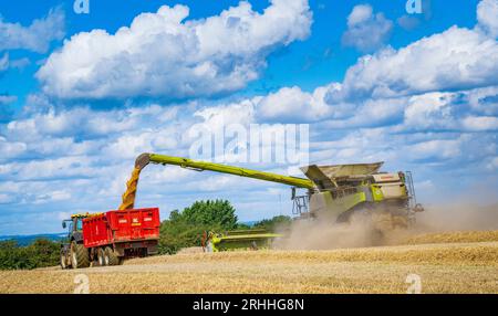 Lincolnshire, Regno Unito - Una mietitrebbiatrice che raccoglie il mais in un giorno d'estate durante il trasferimento al frumento su un trattore e un rimorchio in attesa per la consegna al magazzino di cereali Foto Stock