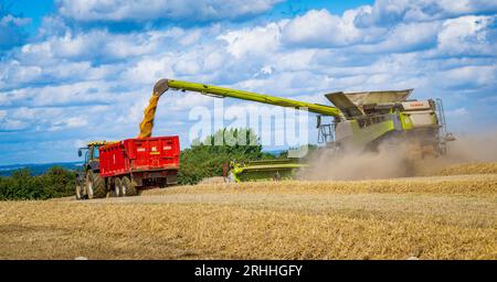 Lincolnshire, Regno Unito - Una mietitrebbiatrice che raccoglie il mais in un giorno d'estate durante il trasferimento al frumento su un trattore e un rimorchio in attesa per la consegna al magazzino di cereali Foto Stock