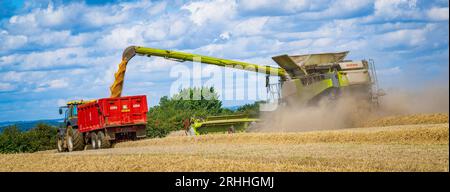 Lincolnshire, Regno Unito - Una mietitrebbiatrice che raccoglie il mais in un giorno d'estate durante il trasferimento al frumento su un trattore e un rimorchio in attesa per la consegna al magazzino di cereali Foto Stock