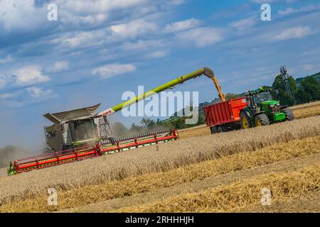 Lincolnshire, Regno Unito - Una mietitrebbiatrice che raccoglie il mais in un giorno d'estate durante il trasferimento al frumento su un trattore e un rimorchio in attesa per la consegna al magazzino di cereali Foto Stock