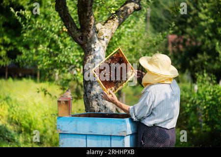Apicoltore che ispeziona una struttura a nido d'ape piena di api e miele all'apiario nel giardino estivo. Concetto di apicoltura Foto Stock