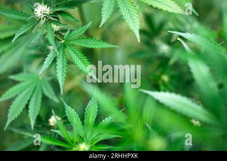 Da vicino foglie verdi fresche di cannabis marijuana. Concetto di coltivazione di marijuana medica Foto Stock