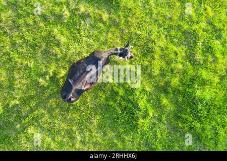 Mucca nera solitaria pascolano nel prato, aerea con vista dall'alto Foto Stock