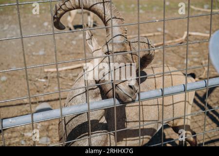 capra billy con grandi corna che guarda fuori dalla gabbia nello zoo careliano. Foto di alta qualità Foto Stock