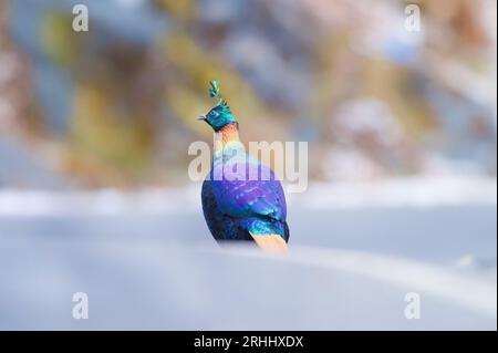 Himalayan Monal da Chopta, uttarakhand Foto Stock
