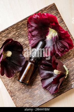 Alcea rosea Nigra, Alcea rosea, il comune hollyhock, Alcea rosea fiorisce con una bottiglia di tintura di erbe. Cucina casalinga al chiuso. Erboristeria. Foto Stock