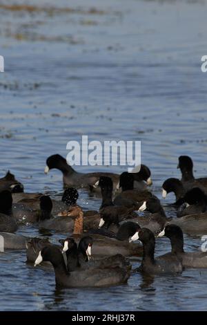 Podilymbus podiceps podiceps, Bindentaucher, grebe al pied Foto Stock