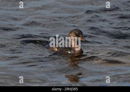 Podilymbus podiceps podiceps, Bindentaucher, grebe al pied Foto Stock