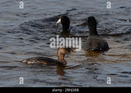 Podilymbus podiceps podiceps, Bindentaucher, grebe al pied Foto Stock