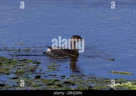 Podilymbus podiceps podiceps, Bindentaucher, grebe al pied Foto Stock