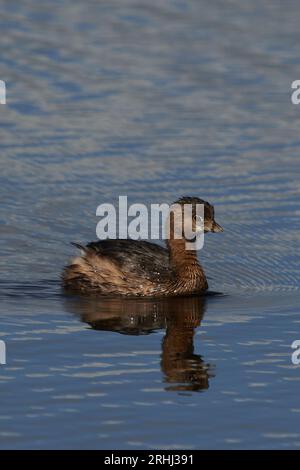 Podilymbus podiceps podiceps, Bindentaucher, grebe al pied Foto Stock