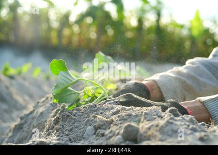 Un agricoltore sta piantando patate dolci in un campo aperto, piantando semi di patate dolci in giardino. Foto Stock