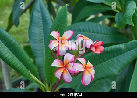 Bellissimi fiori Plumeria o Frangipani spa!! Foto Stock