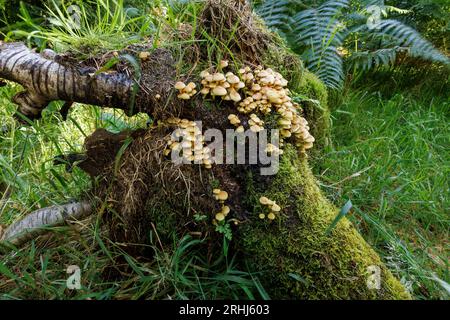 Sgabelli non identificati che crescono un tronco di betulla caduto e ricoperto di muschio nel bosco del nord dello yorkshire a 900 piedi Foto Stock