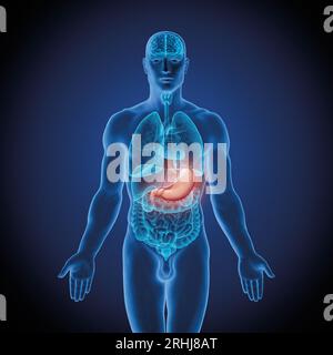 Serie illustrativa: Corpo maschile con organi umani. Immagine 7 di 10 Foto Stock