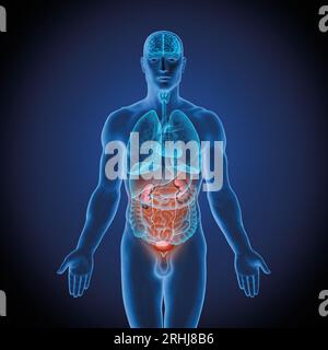 Serie illustrativa: Corpo maschile con organi umani. Immagine 8 di 10 Foto Stock