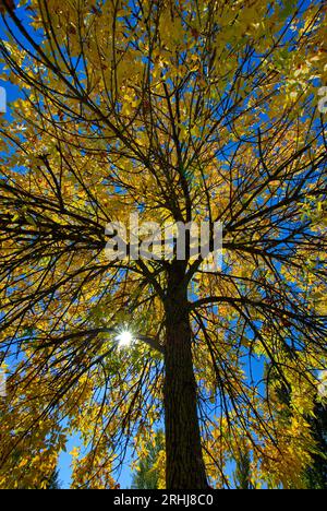 alberi in autunno Foto Stock