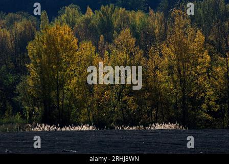 alberi in autunno Foto Stock