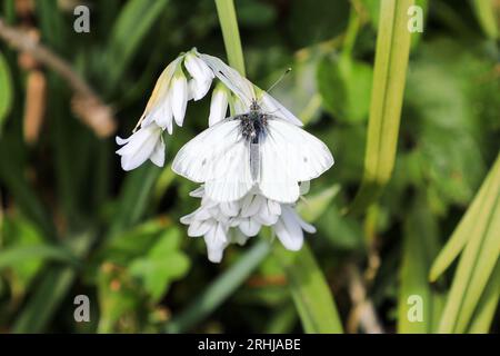 Un primo piano o un macro shot di una piccola farfalla bianca (Pieris rapae) su un fiore di porro a tre angoli (Allium triquetrum), Inghilterra, Regno Unito Foto Stock