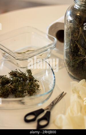 Molti paesi permettono agli individui di coltivare cannabis e creare il proprio olio di cannabis. Dopo la raccolta, i fiori di marijuana vengono essiccati e meticulou Foto Stock