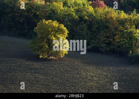 alberi in autunno Foto Stock