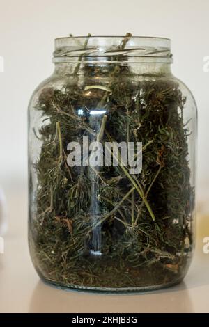 Molti paesi permettono agli individui di coltivare cannabis e creare il proprio olio di cannabis. Dopo la raccolta, i fiori di marijuana vengono essiccati e meticulou Foto Stock