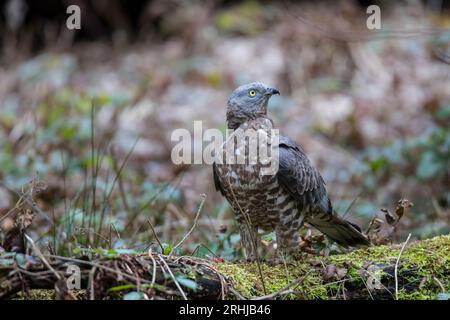 Wespenbussard - Maennchen, buzzarda europea - maschio, Pernis apivorus Foto Stock