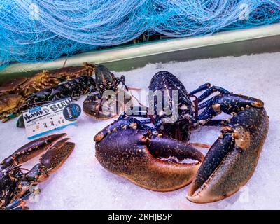 ARAGOSTA AZZURRA SU GHIACCIO TRITATO FRESCO 'HOMARD BLEU' BRETAGNA FRANCIA Concarneau giornalmente sala del mercato del pesce con aragosta blu di alta stagione 'Homard des Glenan' in vendita con reti da pesca dietro la Bretagna Francia Foto Stock