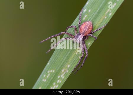 Laufspinne, Flachstrecker, Männchen, Philodromus spec., (Art aus der aureolus-Gruppe), philodromid granchio ragno, maschio, Laufspinnen, Philodromidae, phil Foto Stock